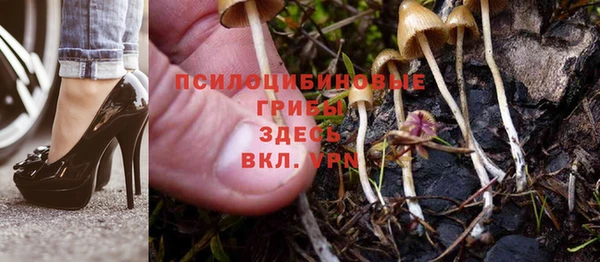 прущие грибы Абаза